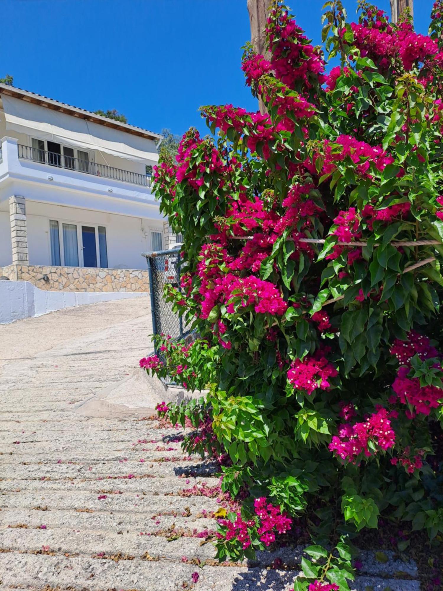 Appartement Bougainvillea コルフ島 エクステリア 写真