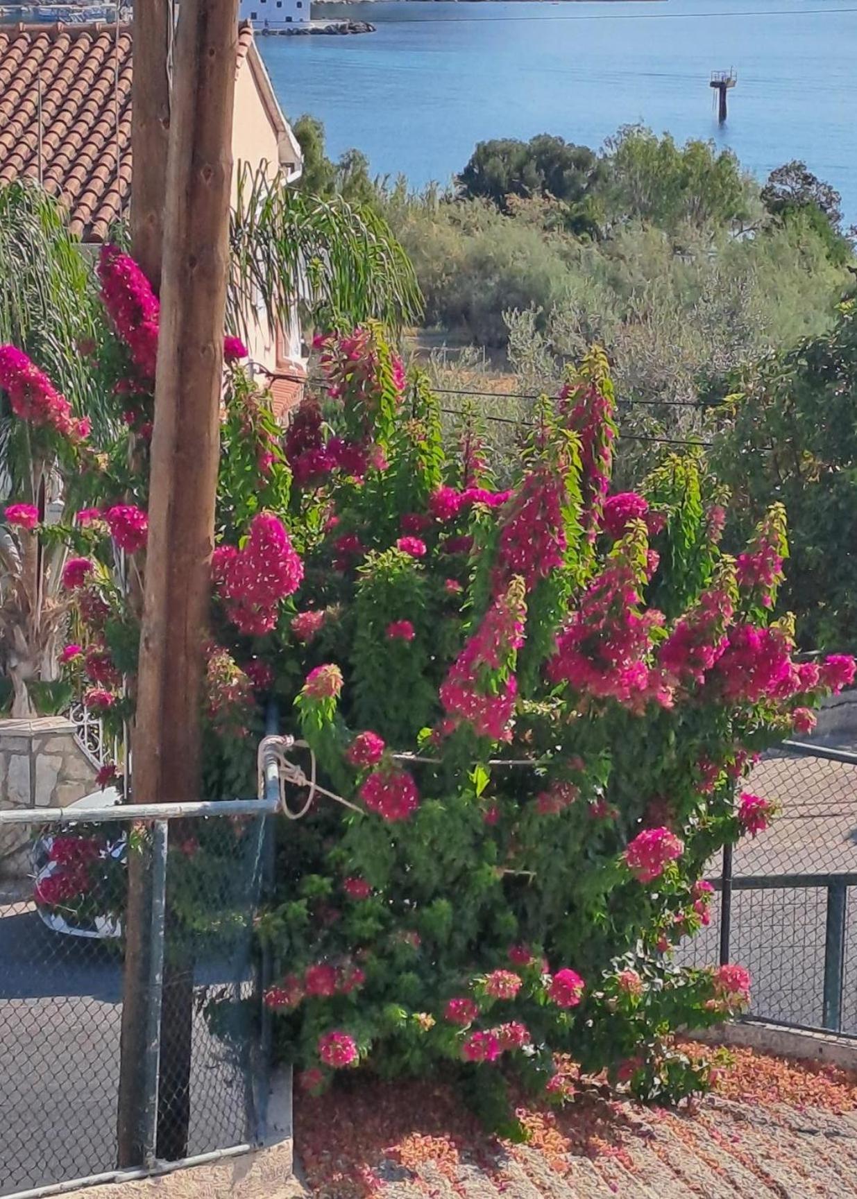 Appartement Bougainvillea コルフ島 エクステリア 写真